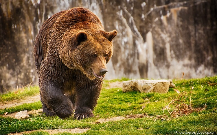 Interesting Facts About Brown Bears