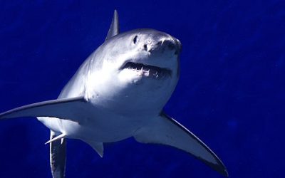: The Enigmatic Great White Shark in the Mediterranean: A Unique Encounter