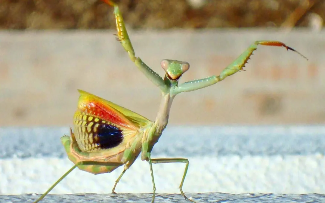 The Mystical Dance: Unveiling the Spiritual Significance of the Praying Mantis