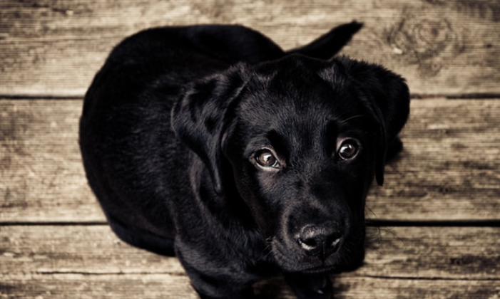 How To Choose The Right General Veterinarian For Your Pet