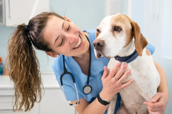 Essential Tips for Choosing the Right Animal Clinic for Your Pet
