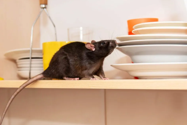 The Sheer Importance of Rodent Control to Safeguard Your Property